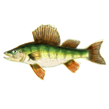 Picture of ILLUSTRATED YELLOW PERCH