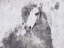 Picture of DAPPLE HORSE II