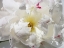 Picture of BREATHLESS II
