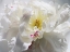 Picture of BREATHLESS III