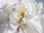 Picture of BREATHLESS V