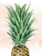 Picture of PINEAPPLE ON CORAL II