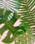 Picture of TROPICAL TANGLE II