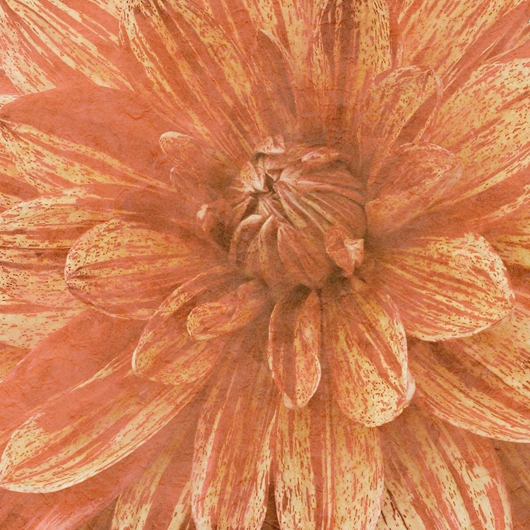 Picture of WALL FLOWER IX