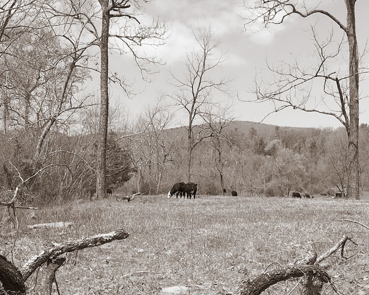 Picture of SEPIA FARM STUDY II