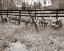 Picture of SEPIA FARM STUDY IV