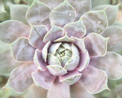 Picture of SUCCULENT GLOW I