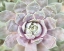 Picture of SUCCULENT GLOW I