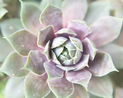 Picture of SUCCULENT GLOW II