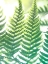 Picture of FERN GLOW IV