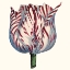 Picture of TULIP GARDEN VI