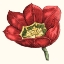 Picture of TULIP GARDEN VIII