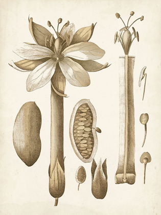 Picture of OCHRE BOTANICAL I