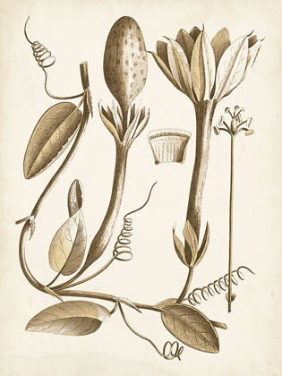 Picture of OCHRE BOTANICAL IV