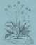 Picture of BOTANICAL ON TEAL IV