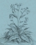 Picture of BOTANICAL ON TEAL VI