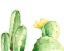 Picture of SPINY DESERT PLANTS II