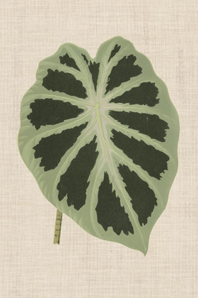 Picture of LEAVES ON LINEN II