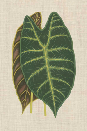 Picture of LEAVES ON LINEN III