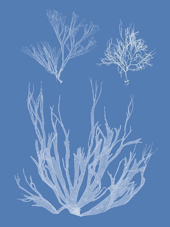 Picture of SEAWEED CYANOTYPE I