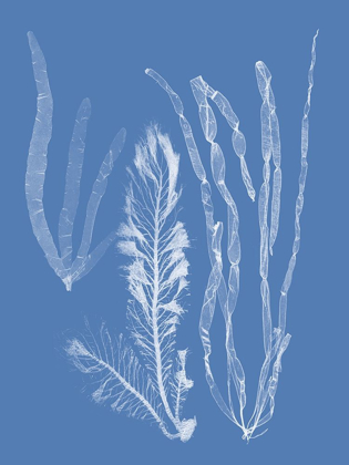 Picture of SEAWEED CYANOTYPE IV