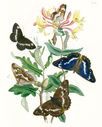 Picture of BRITISH BUTTERFLIES I