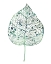 Picture of VEILED LEAF II