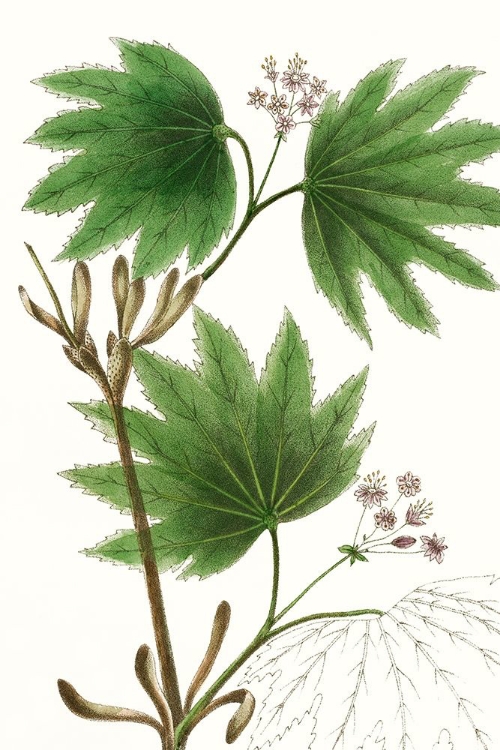 Picture of BROAD LEAFED MAPLE