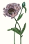 Picture of POPPY FLOWER IV