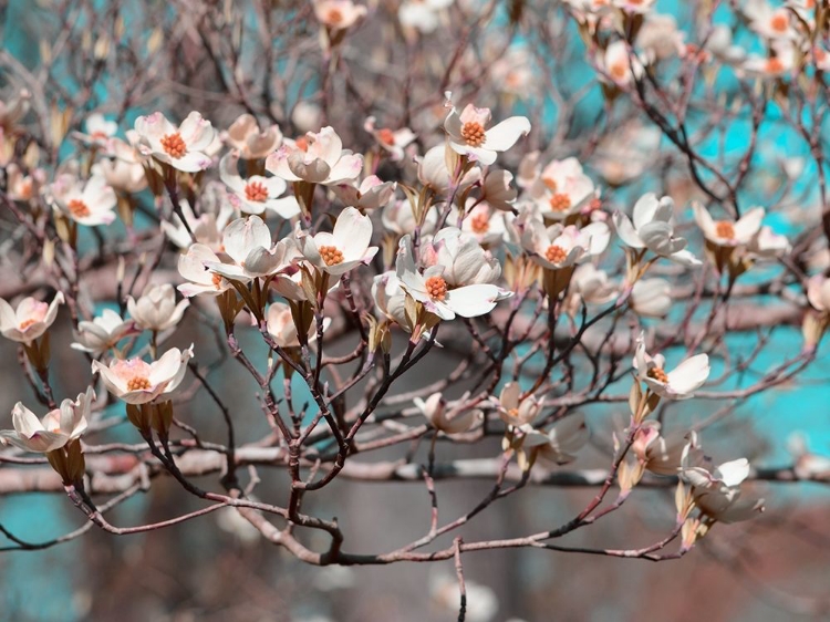 Picture of DOGWOOD SPRING II