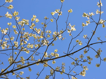 Picture of PETALS AND SKY I
