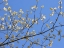 Picture of PETALS AND SKY I