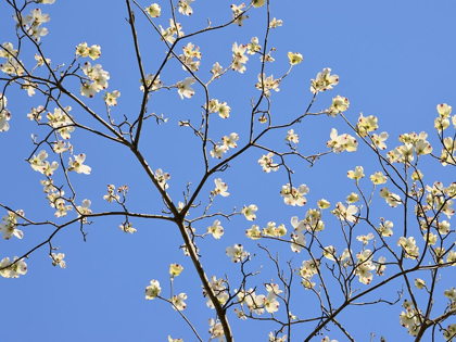 Picture of PETALS AND SKY II