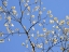 Picture of PETALS AND SKY II