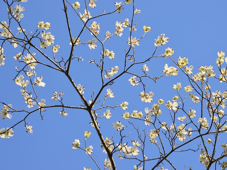 Picture of PETALS AND SKY II