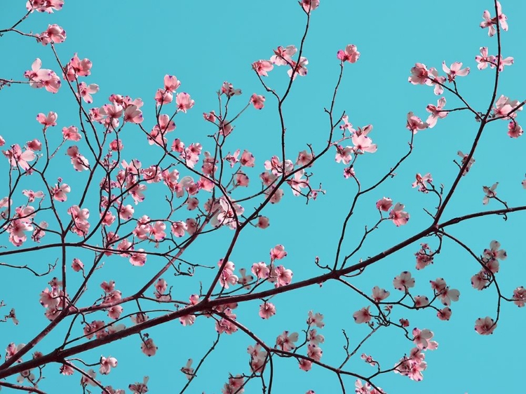 Picture of PETALS AND SKY III