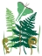 Picture of FERN FANTASY GARDEN I