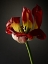 Picture of STUDIO FLOWERS XII