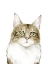 Picture of CAT PORTRAIT IV