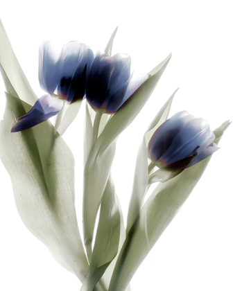 Picture of XRAY TULIP IV