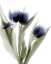 Picture of XRAY TULIP IV