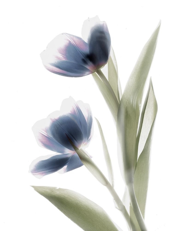 Picture of XRAY TULIP V