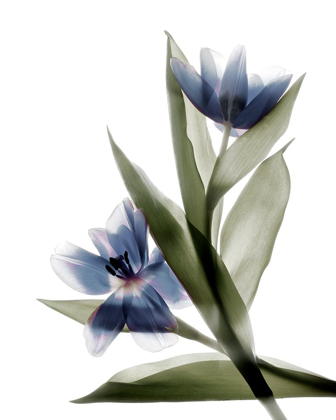 Picture of XRAY TULIP VI