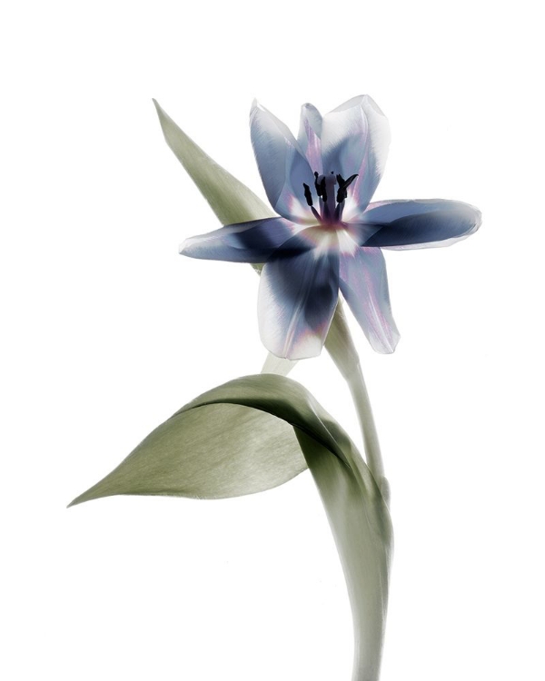 Picture of XRAY TULIP VII