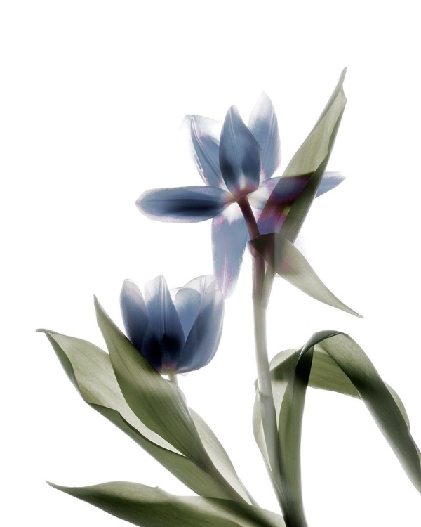 Picture of XRAY TULIP VIII