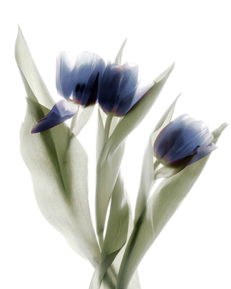 Picture of XRAY TULIP IX