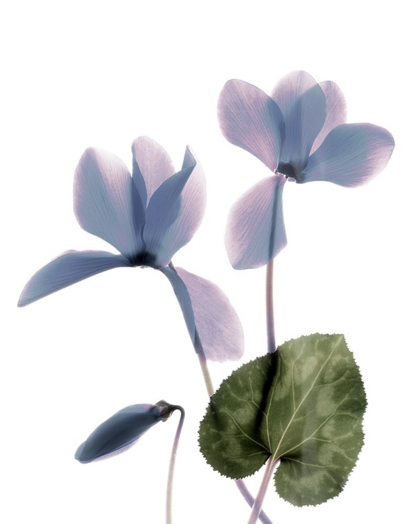 Picture of XRAY CYCLAMEN