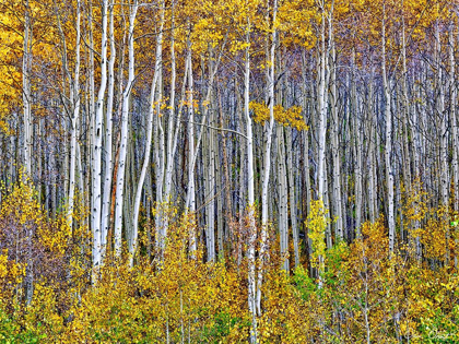 Picture of YELLOW WOODS I
