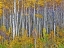 Picture of YELLOW WOODS I