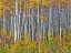 Picture of YELLOW WOODS I